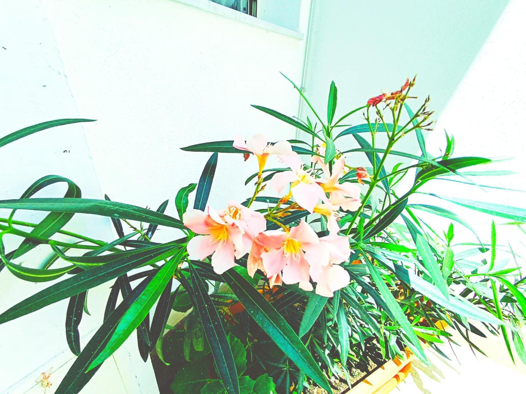 Terrazzo Garibaldi Holiday Home คาตาเนีย ภายนอก รูปภาพ